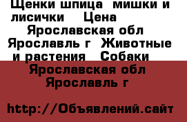 Щенки шпица (мишки и лисички) › Цена ­ 20 000 - Ярославская обл., Ярославль г. Животные и растения » Собаки   . Ярославская обл.,Ярославль г.